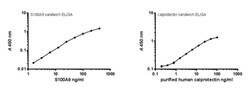 MilliporeSigma Mouse anti-S100A9, Clone: 6B4, 100&mu;g:Antibodies, Monoclonal